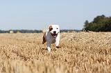 STAFFIE 009